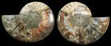 Cut & Polished Ammonite Fossil - Agatized #69029-1